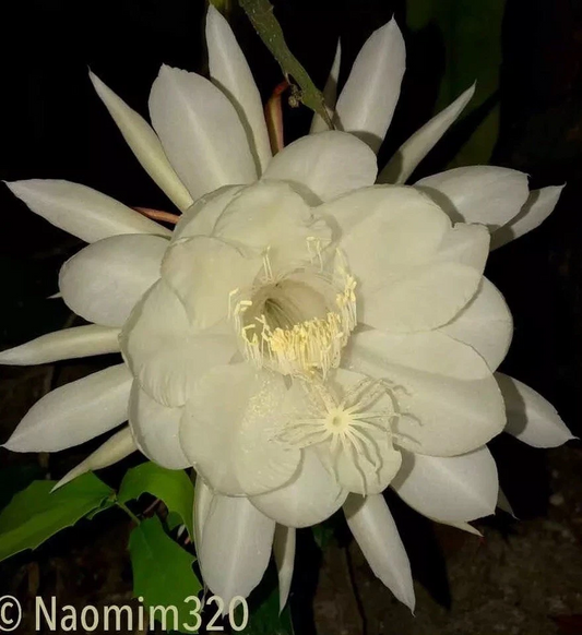 Night Blooming Cereus “Queen of the Night” – 3 Live Epiphyllum oxypetalum Tropical Cactus Cuttings, White Night Flowers