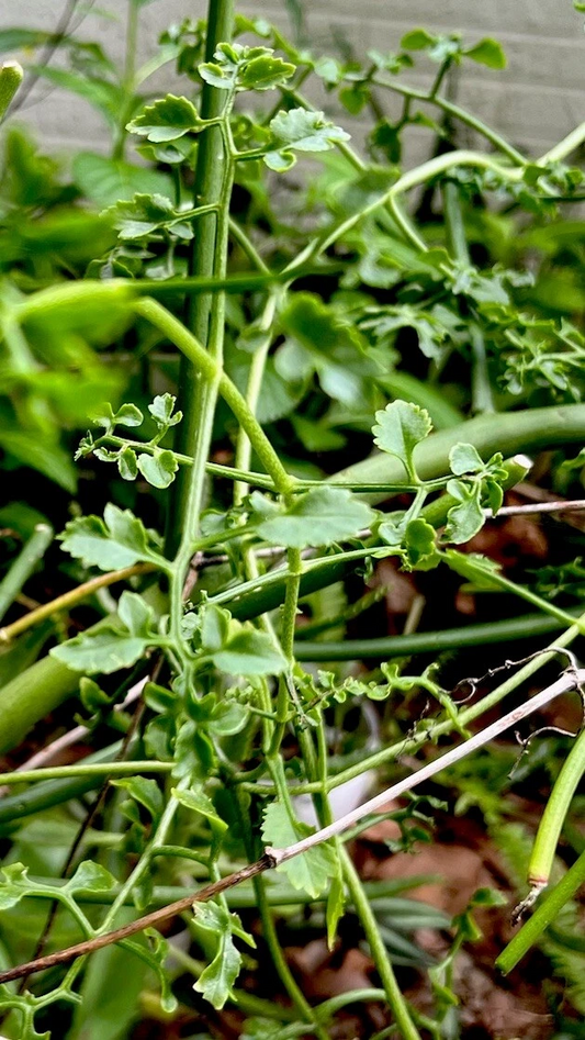 Kalanchoe schizophylla Cutting – 12" Unrooted Vining Succulent Stem for Propagation, Trailing Foliage, Indoor Garden