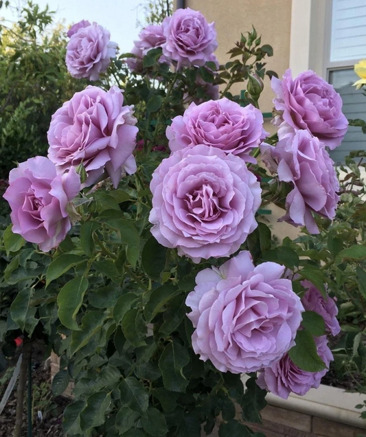 Love Song Rose Cuttings – 4 Fresh Unrooted Stem Pieces for Propagation – Romantic Garden Rose, Rosa ‘Love Song’