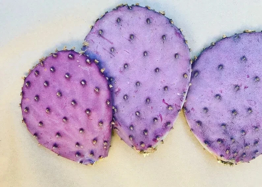 Opuntia Durazilla Cactus Pad – 1 Purple Prickly Pear Cutting, Live Nopal Starter for Desert Gardens & Planting, Opuntia ficus-indica