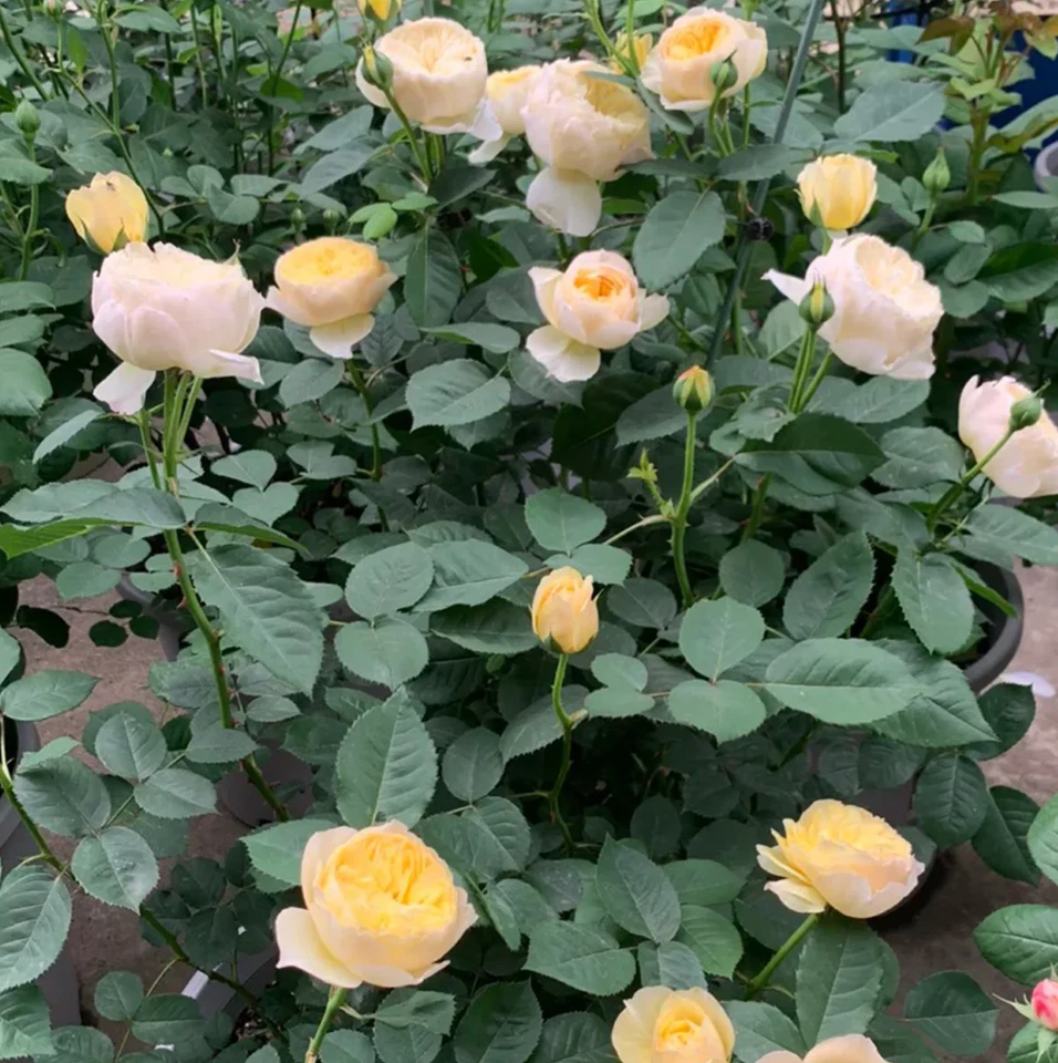 Chirp Chinese Shrub Rose Cuttings – 3 Unrooted Garden Rose Stems for Rooting and Grafting, Rosa chinensis