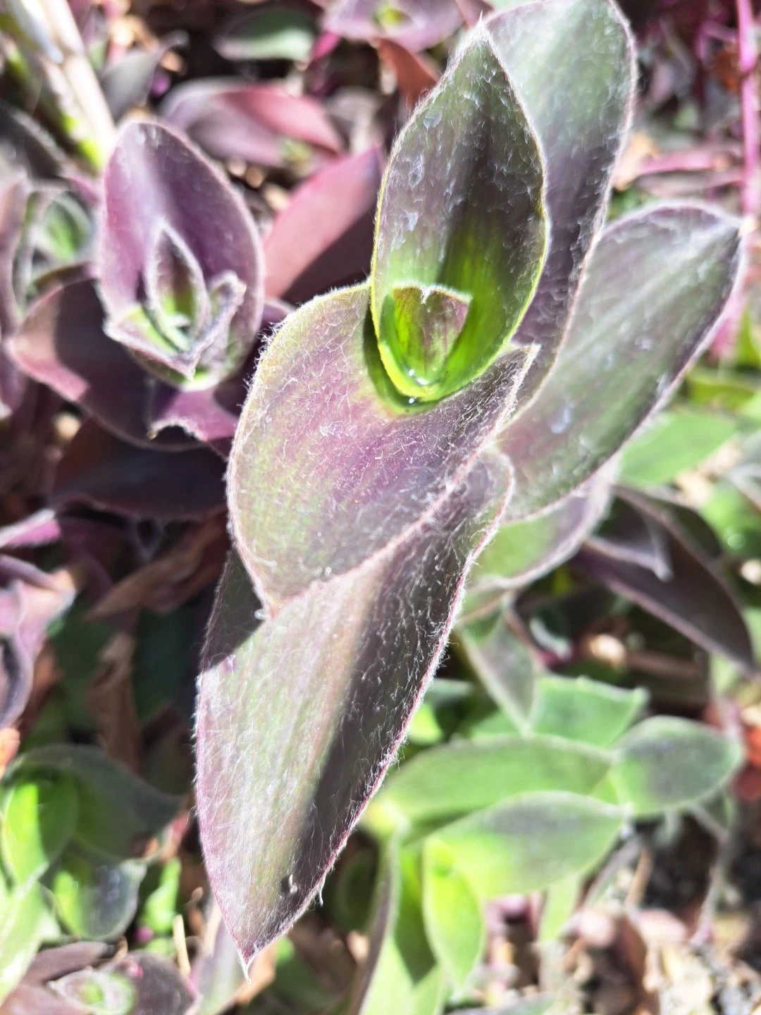 Purple Queen Tradescantia Cuttings – 10 Unrooted Tradescantia pallida Purple Heart Fuzzy Foliage for Propagation and Garden