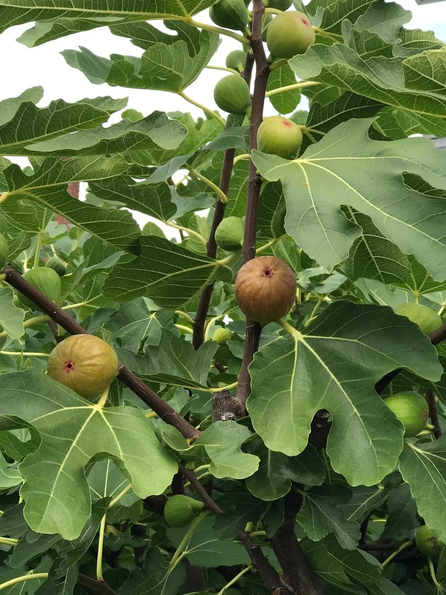 Celeste Fig Cuttings – 2 Unrooted Ficus carica ‘Celeste’ for Home Orchard Propagation and Rooting