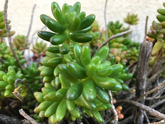 Live Jelly Bean Sedum Plant – Sedum rubrotinctum Succulent for Pots, Gardens, and Containers
