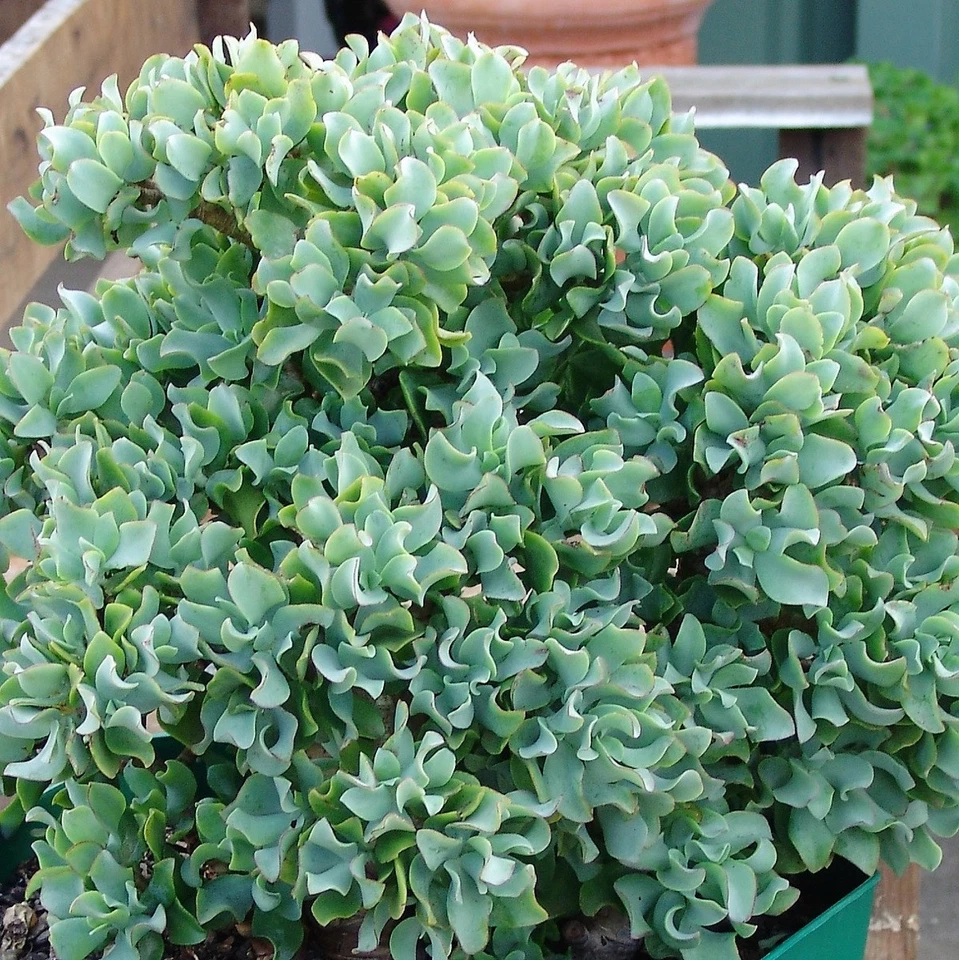 Ripple Wavy Jade Plant Live Succulent – Crassula arborescens undulatifolia 4+ Inch Starter Plant