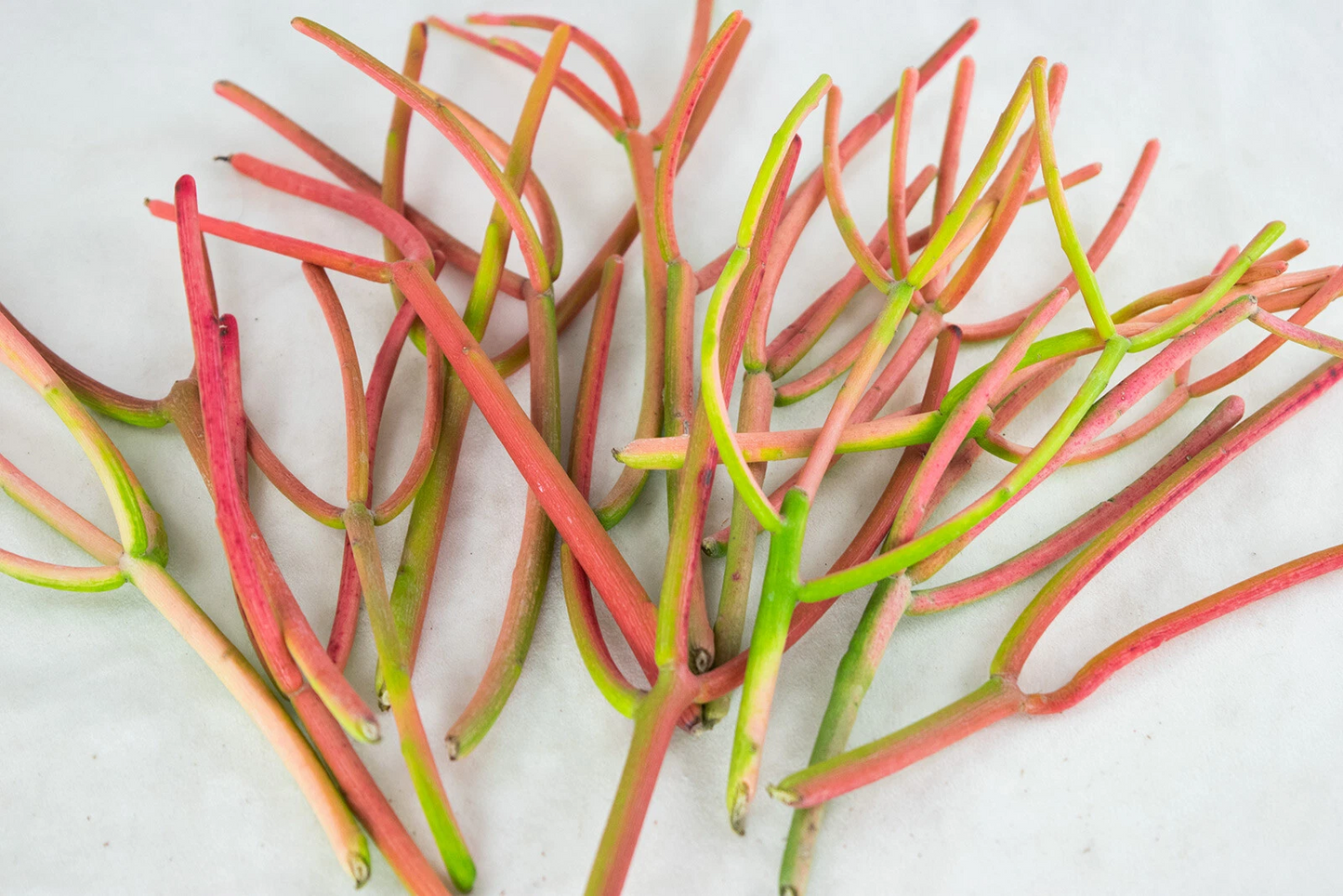 Fire Sticks Cuttings 15 Pack – Euphorbia tirucalli Pencil Cactus Succulent for Planting & Propagation
