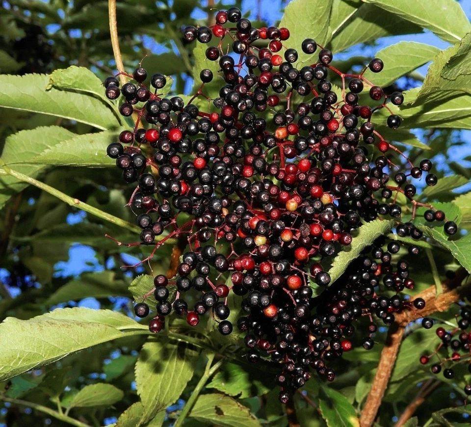 Elderberry Unrooted Cuttings – 10 Sambucus spp. Wild Type Propagation Planting for Garden Growing