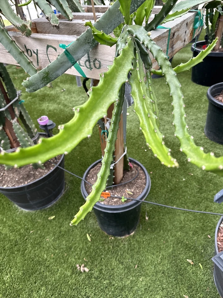 Baby Cerado Dragon Fruit Cutting – 8–12 Inch Unrooted Pitaya Stem for Planting, Tropical Cactus, Hylocereus spp.