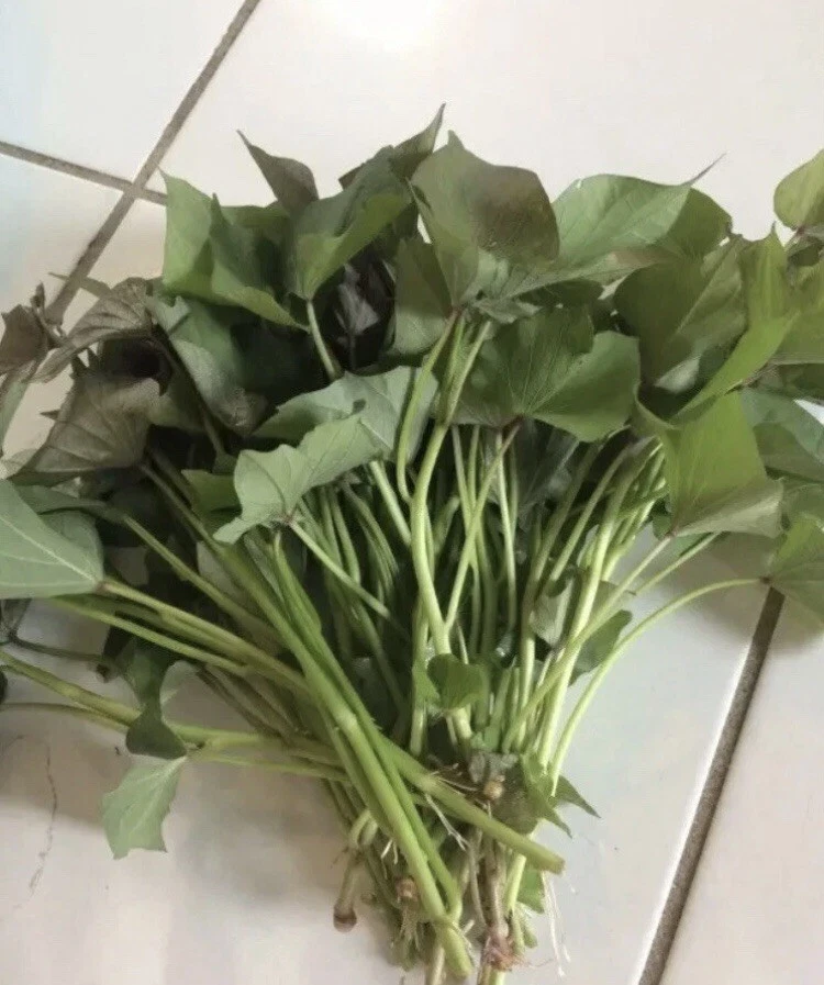 Beauregard Sweet Potato Slips – 10 Live Rooted Vine Cuttings – Ipomoea batatas Starter for Garden or Containers