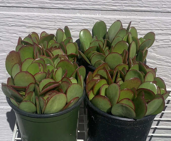 Jade Plant Cuttings - 18 Live Succulent Stems 2-4 Inches - Crassula Ovata for Planting & Propagation