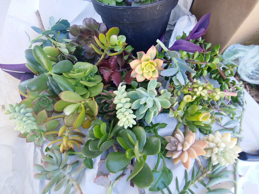Mixed Succulent Cuttings 4–6 Inches, Colorful Varieties, Live Unrooted Starter Plants, Garden, Indoor, Outdoor