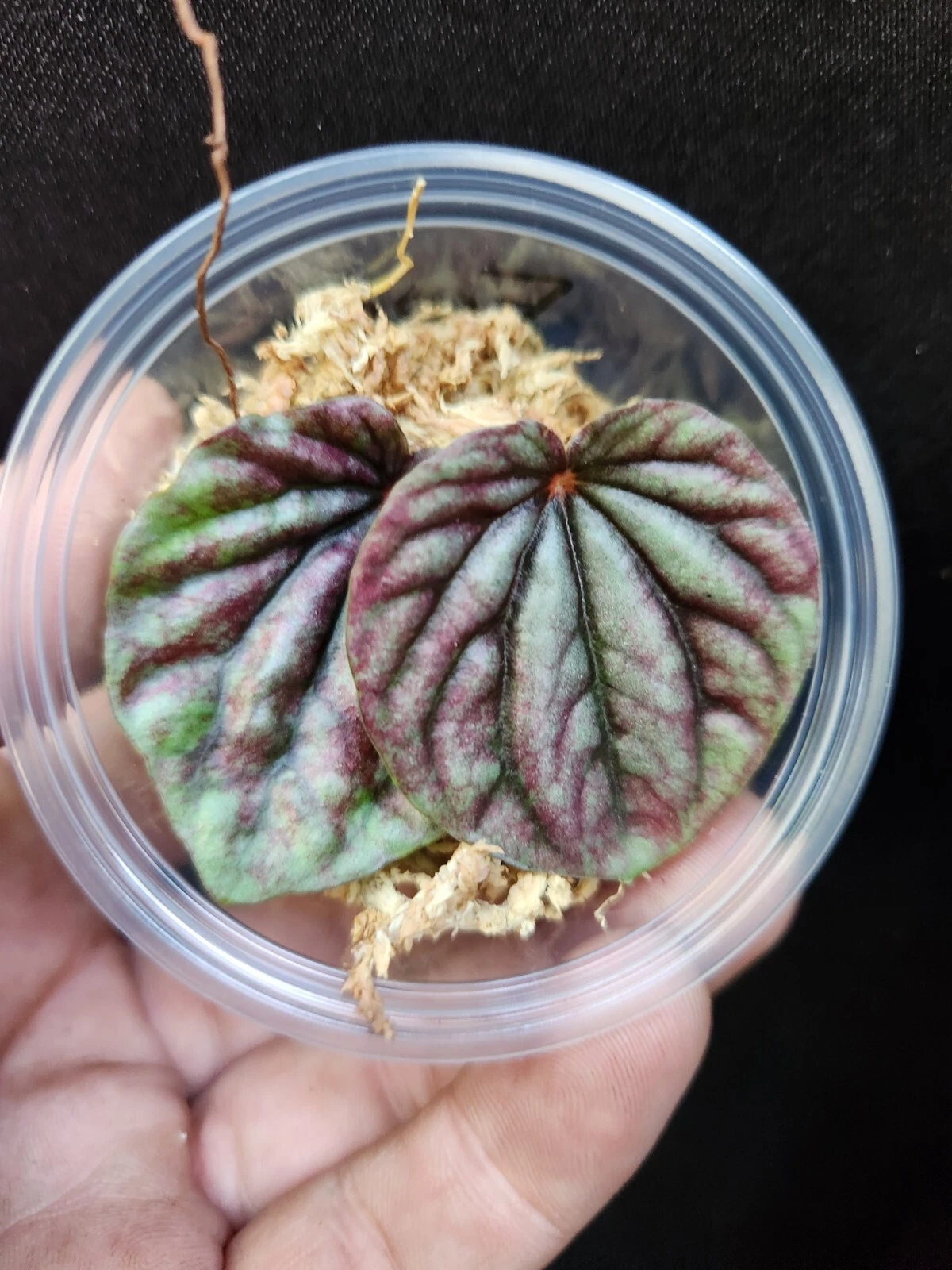 Red Ripple Peperomia Caperata Leaf Cutting in Propagation Cup, Live Indoor Houseplant for Propagation and Easy Care