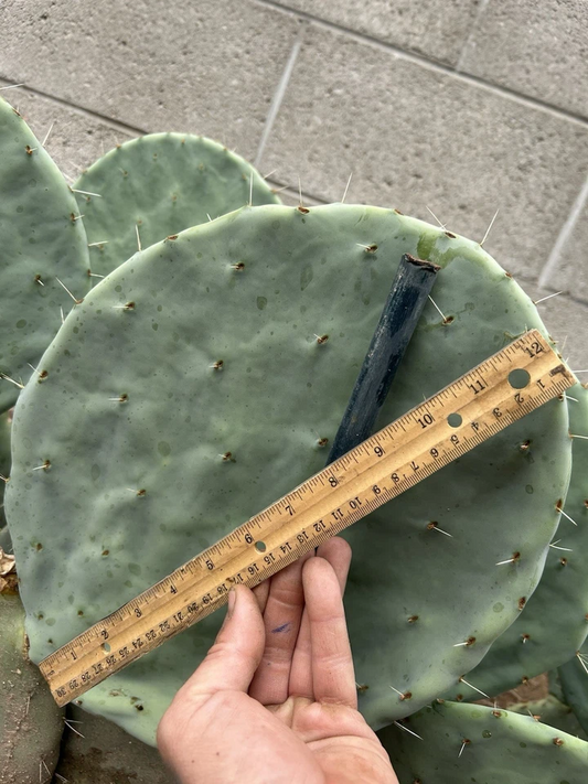 Opuntia Robusta Cactus Cutting 10–12 Inch Unrooted Prickly Pear Pad for Propagation, Ornamental Desert Plant