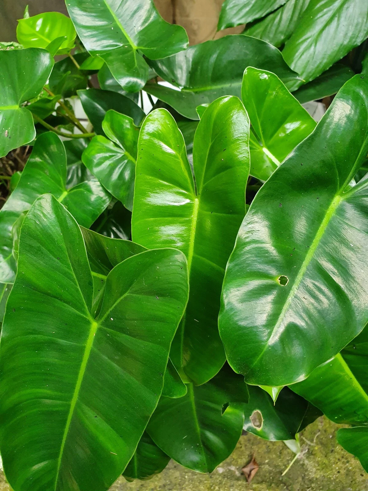 Philodendron ‘Burle Marx’ Cutting – 5–7" Tropical Aroid Vine, Green Foliage, Indoor Plant Starter, Easy to Grow