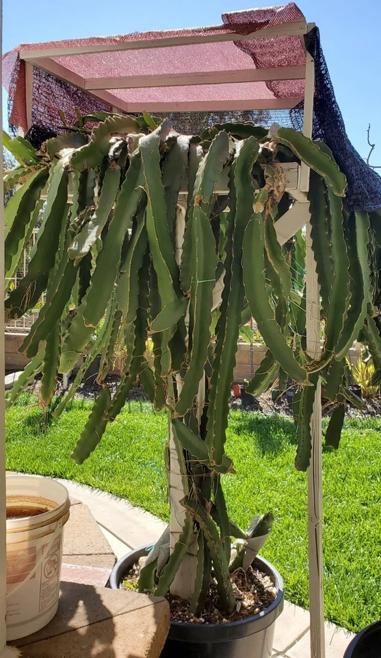 Robles Red Dragon Fruit Cutting – 8–10 Inch Live Pitaya Hylocereus Starter Plant for Garden or Indoor Growth
