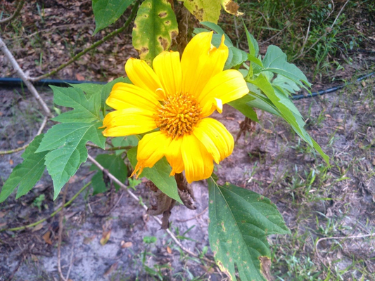 Mexican Tree Sunflower Cuttings – 5 Tithonia diversifolia Hardy Shrubs for Pollinator Gardens and Landscaping