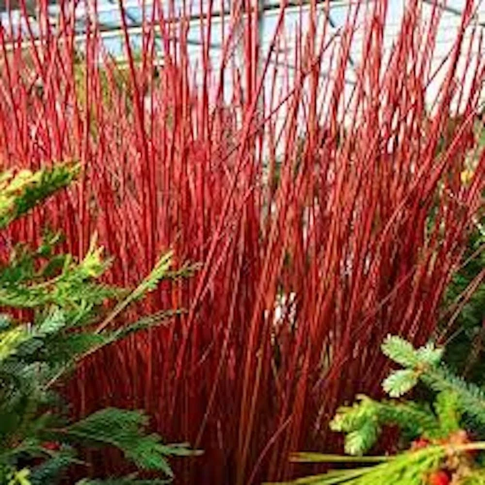 Red Twig Dogwood Live Shrub – Cornus sericea, 12-24 Inch Tall, Landscape Coral Dogwood Starter Plant for Borders & Containers