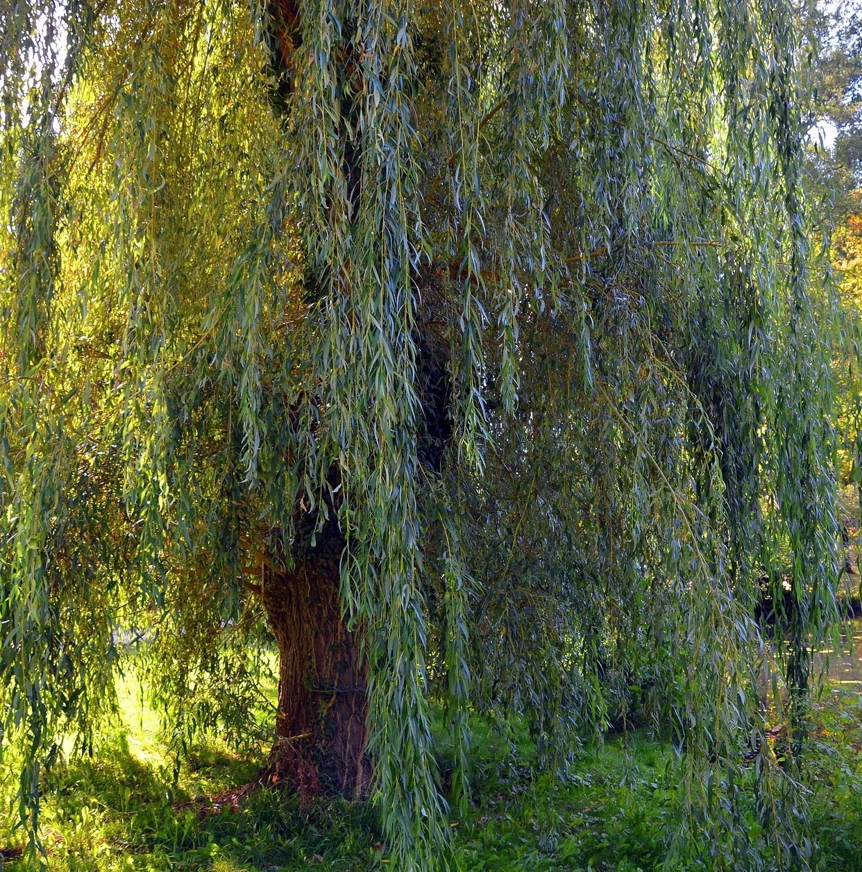 White Willow Cuttings – 20 Live Hardwood Salix Alba Planting Stock, 6–10 Inch for Landscaping and Privacy Screens