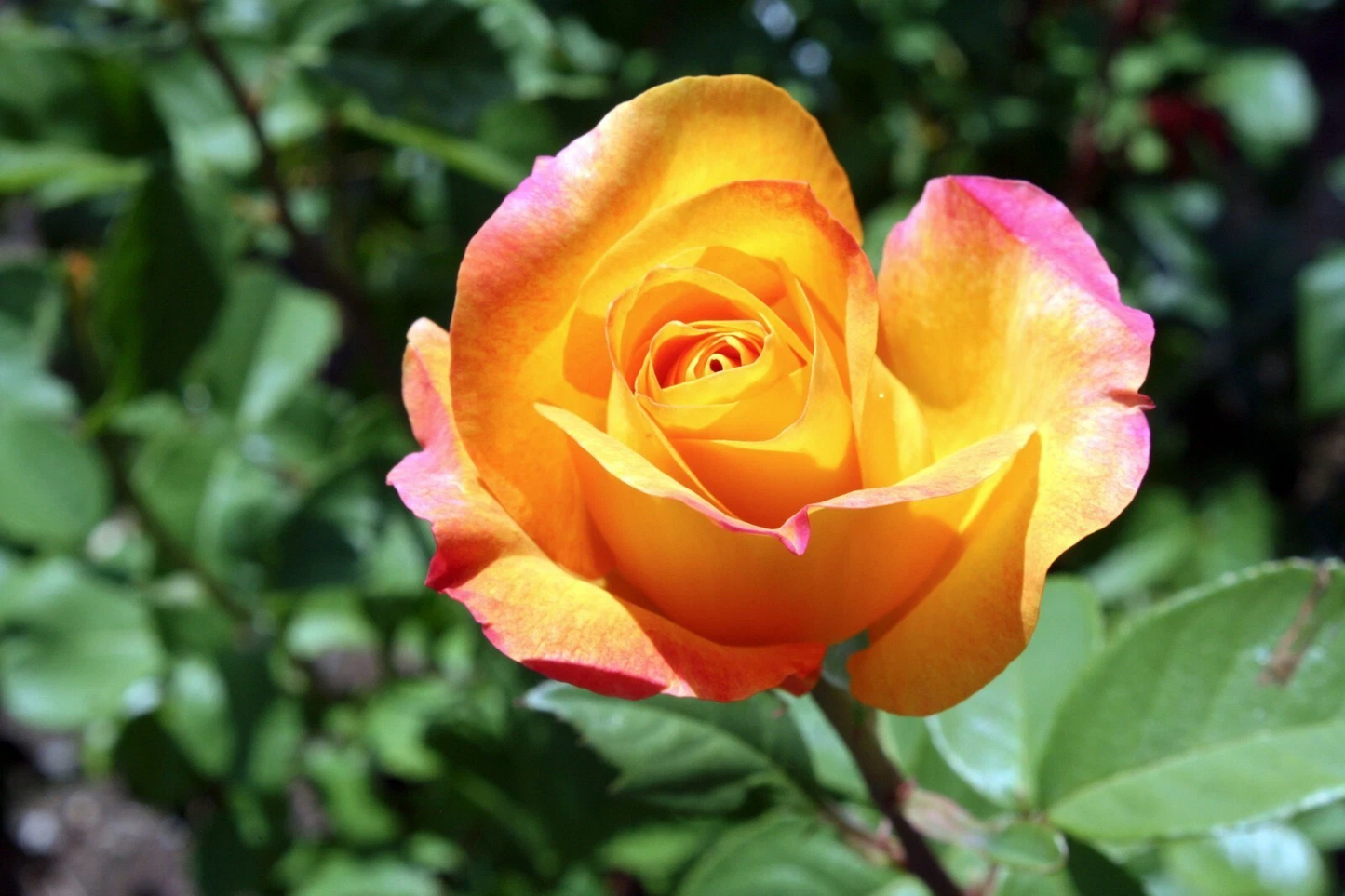Gold Medal Rose Cuttings – 3 Unrooted Hybrid Tea Rose for Grafting and Propagation – Vibrant Blooming Garden Flower