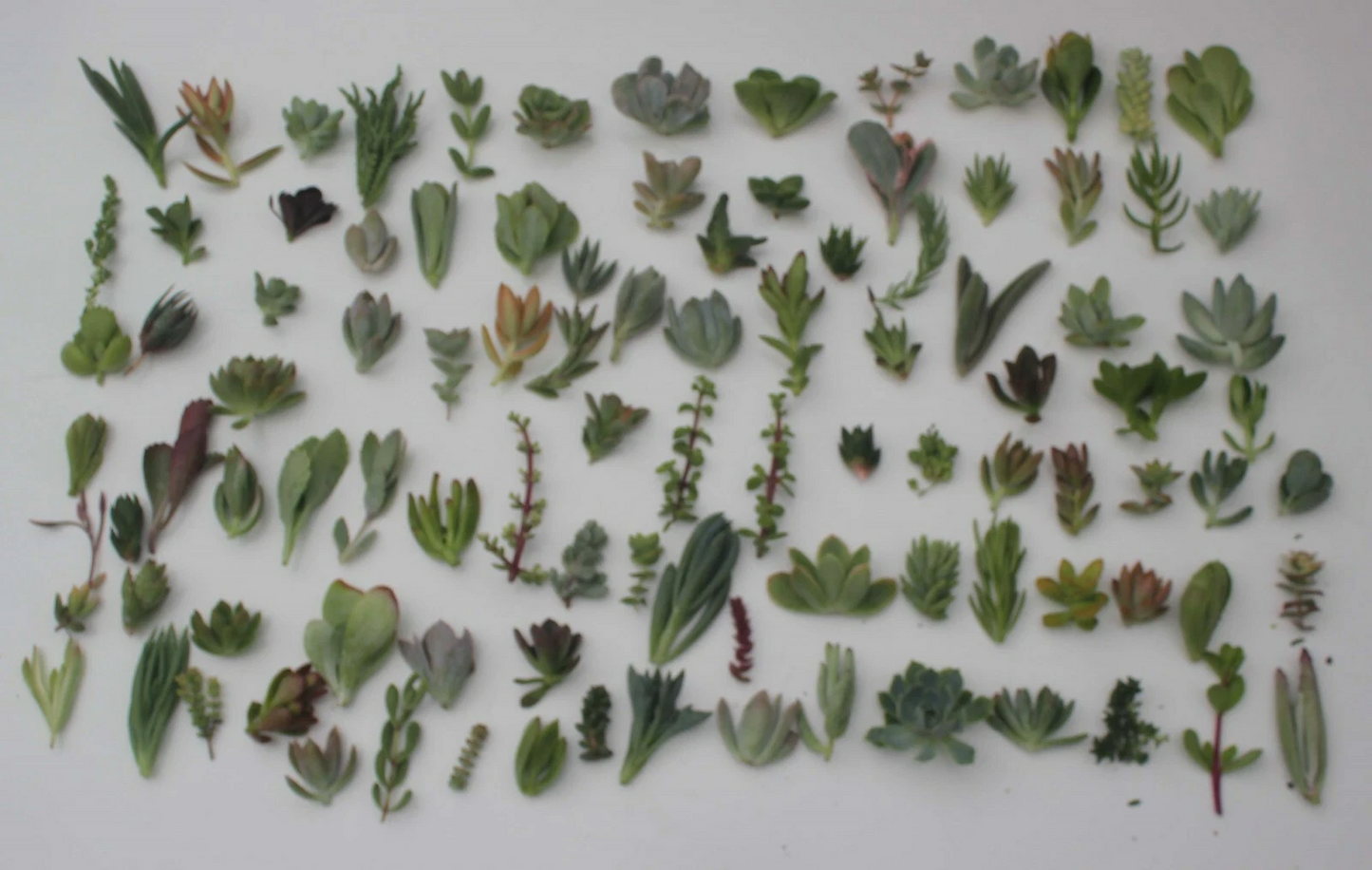 Succulent Cuttings Mix 100 Pieces – JIIMZ Collection with 25 Varieties, Live Assorted Succulent Propagation & Craft Plants