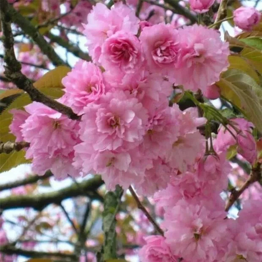Japanese Cherry Tree Cuttings – 10 Unrooted Prunus serrulata for Rooting or Bonsai Cultivation
