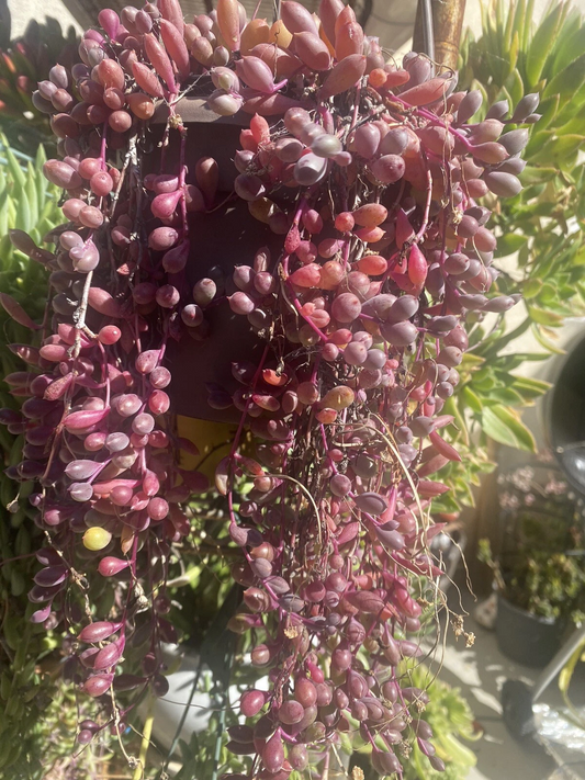 Othonna Capensis Ruby Necklace Succulent Cuttings – 10 Trailing Purple Stems Organic Growing Stock for Pots & Hanging Baskets
