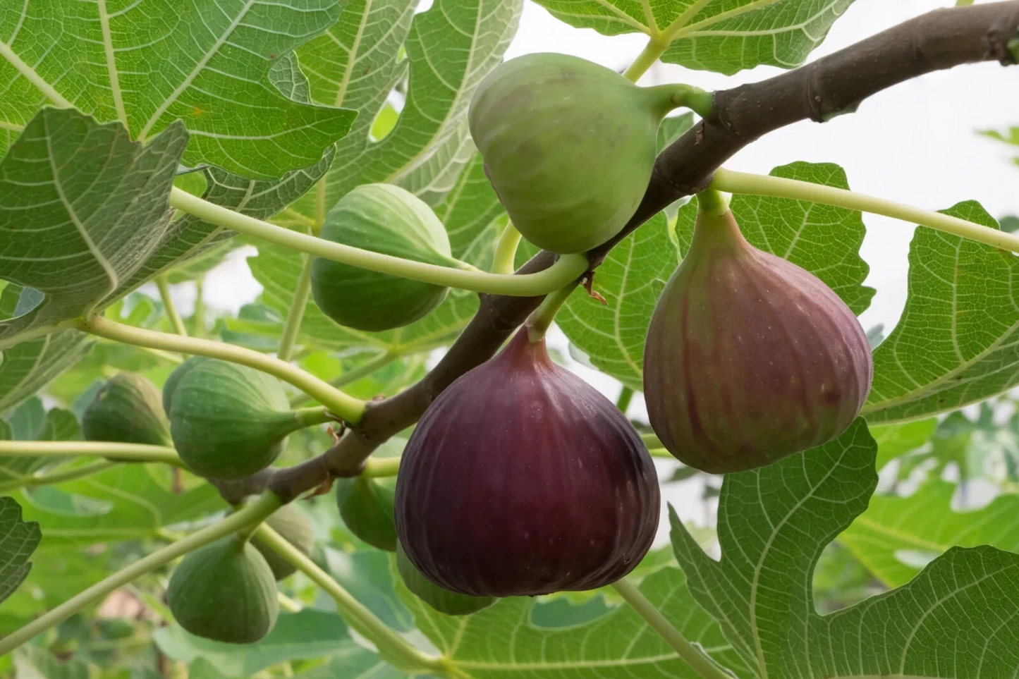 Brown Turkey Fig Cuttings – 2 Fresh Unrooted Stem Propagation Plants with Willow Water – Ficus carica Fruit Tree Starter