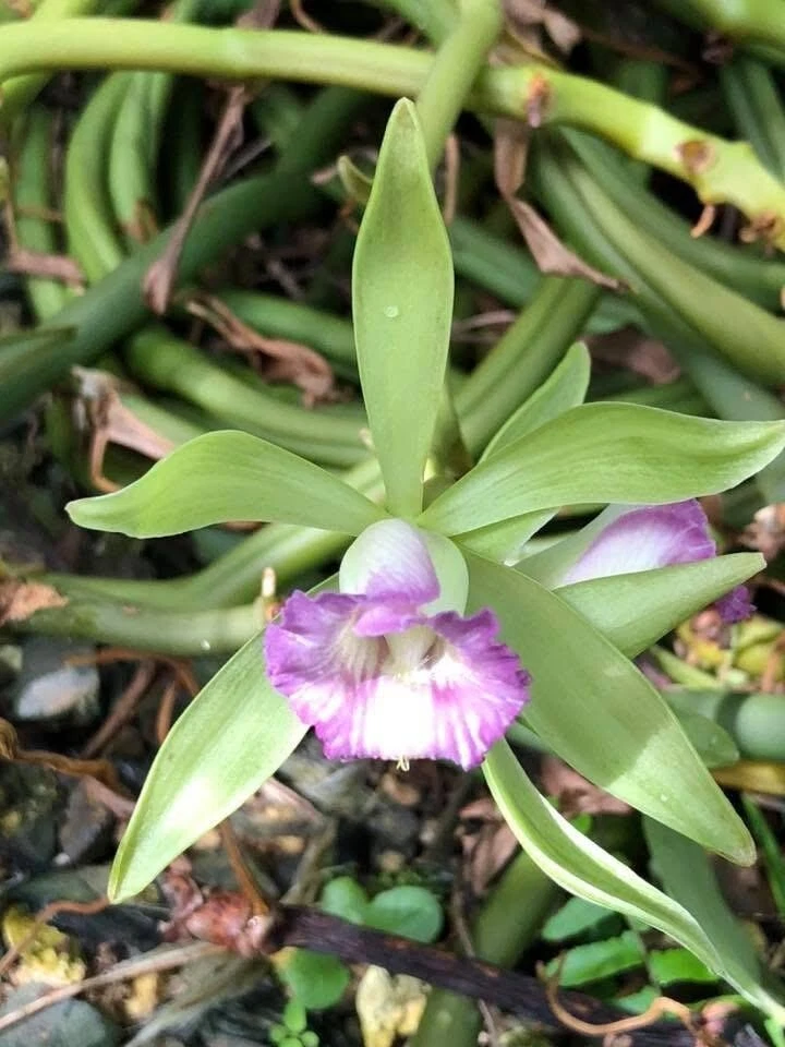 Vanilla Orchid Cuttings – 20 Inch Live Vanilla dilloniana Vining Plant for Propagation and Climbing