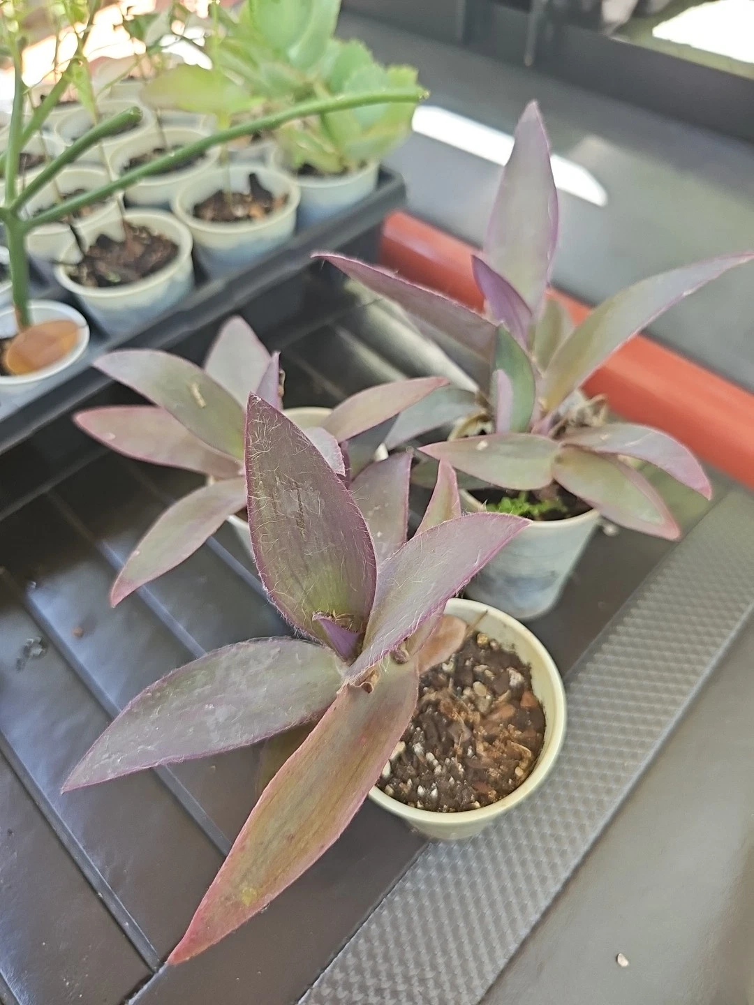 Purple Heart Plant Live Starter – Tradescantia pallida, Vibrant Purple Foliage, Houseplant or Groundcover