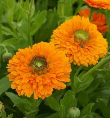 Calendula Dandy Seeds – 1,000 Pack for Garden Beds, Borders, Bright Seasonal Blooms – Calendula officinalis Flower Seeds