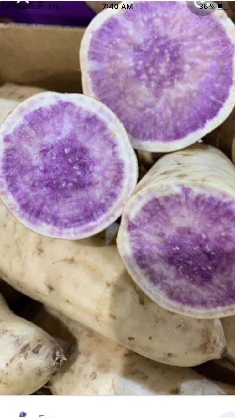 Okinawa Purple Sweet Potato Slips – 15 Organic Ipomoea batatas Cuttings for Garden, Container, Raised Bed Planting