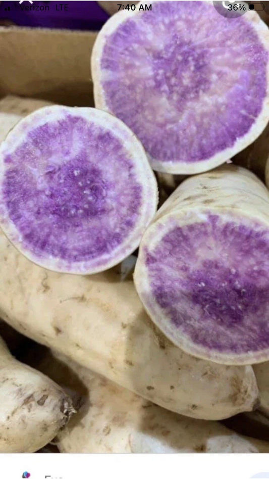 Okinawa Purple Sweet Potato Slips – 15 Organic Ipomoea batatas Cuttings for Garden, Container, Raised Bed Planting