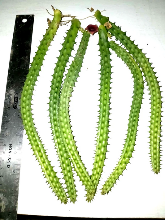 Huernia Macrocarpa Red Dragon Succulent Cuttings – Burgundy Fleshy Stems, 6 Rooted Pieces, Indoor or Outdoor Plant