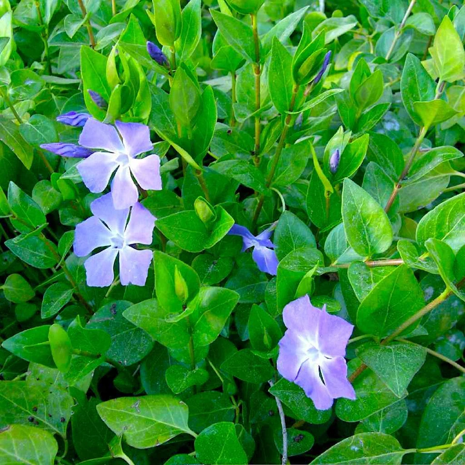 Rooted Vinca Major Cuttings – 10 Periwinkle Vine Starts 15–20" Purple Flower Groundcover Plants