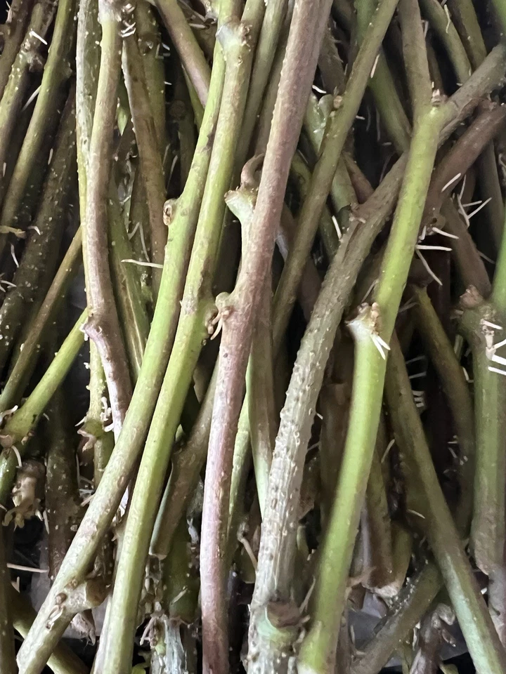 20 Rooted Sweet Potato Slips – Live Ipomoea batatas Vines for Gardening, Ready to Plant, Organic Starter Cuttings