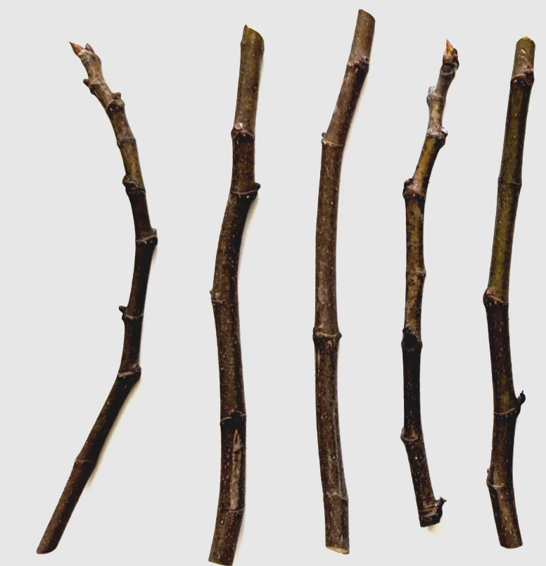 Chicago Hardy Fig Tree Cuttings – 5 Live Ficus Carica Fig Cuttings 9–10 Inch with 5 Nodes for Garden or Indoor Growing