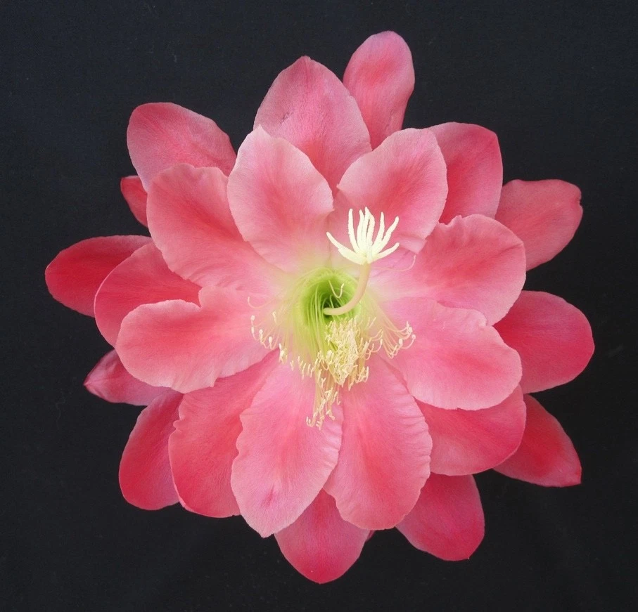 Epiphyllum Olympiad Orchid Cactus Cuttings – Unrooted Trailing Stem for Propagation, Indoor or Outdoor Container Planting