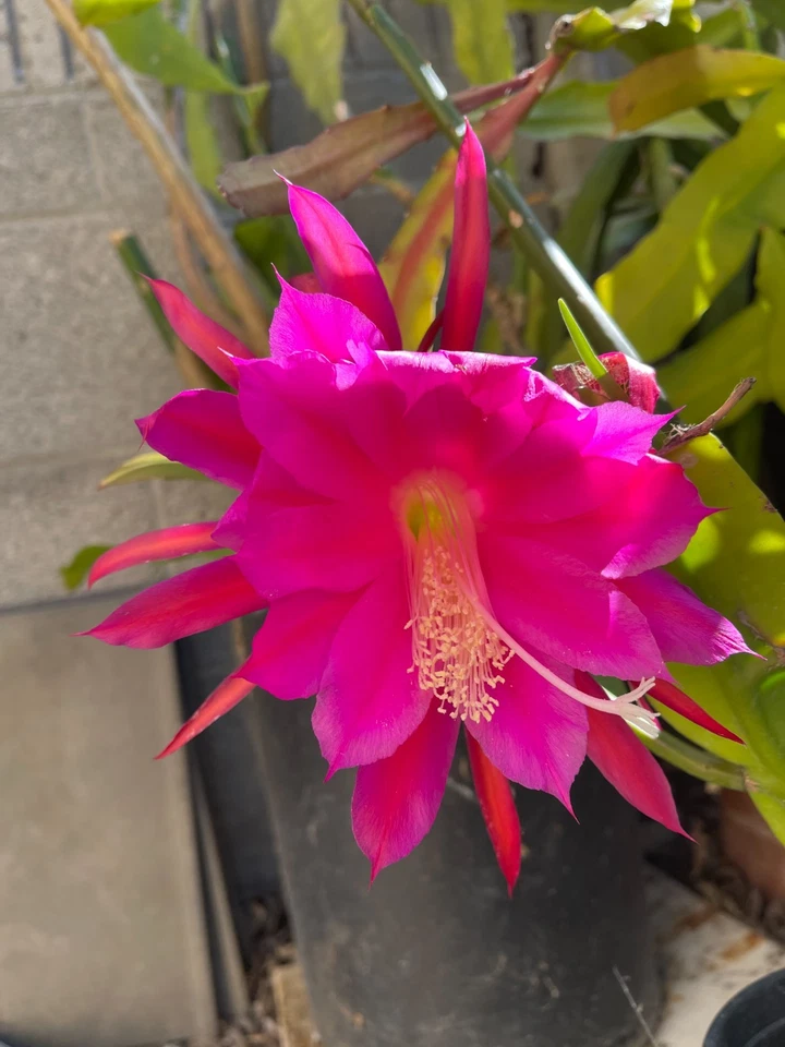 Epiphyllum Orchid Cactus Cutting – Midnight Purple Hybrid for Rooting & Indoor Growing, Large Purple Blooms