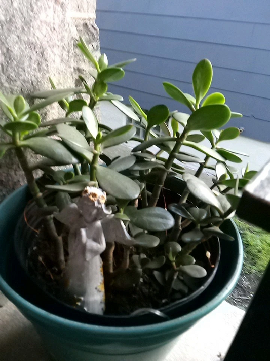 Green Jade Succulent Cutting – 4 Inch Crassula Ovata Houseplant Starter, Unrooted, Easy Care, Indoor Plant, Succulent for Beginners