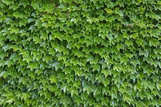 Boston Ivy Cuttings – 10 Fresh Unrooted Parthenocissus tricuspidata, 6–8 Inch Climbing Planting Material