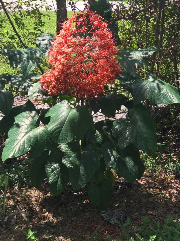 Clerodendrum paniculatum Cuttings 6pcs | Orange Pagoda Flower Plant | Tropical Ornamental Starter | Live Pyramid Tower Cuttings