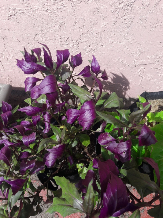 Okinawa Spinach Cuttings – Gynura bicolor Live Plant, 8 Unrooted 5-Inch Green and Purple Leaves for Indoor Outdoor Garden