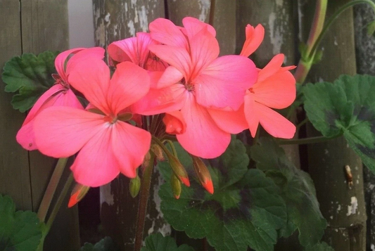 Orange Pink Zonal Geranium Live Plants – 4 Starter Cuttings, Pelargonium hortorum, Flowering Indoor Outdoor Garden Plants
