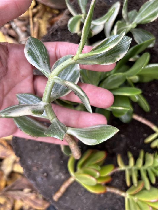 Jade Plant Cuttings – 8 Fresh Unrooted Succulent Propagation Varieties – Crassula Houseplants