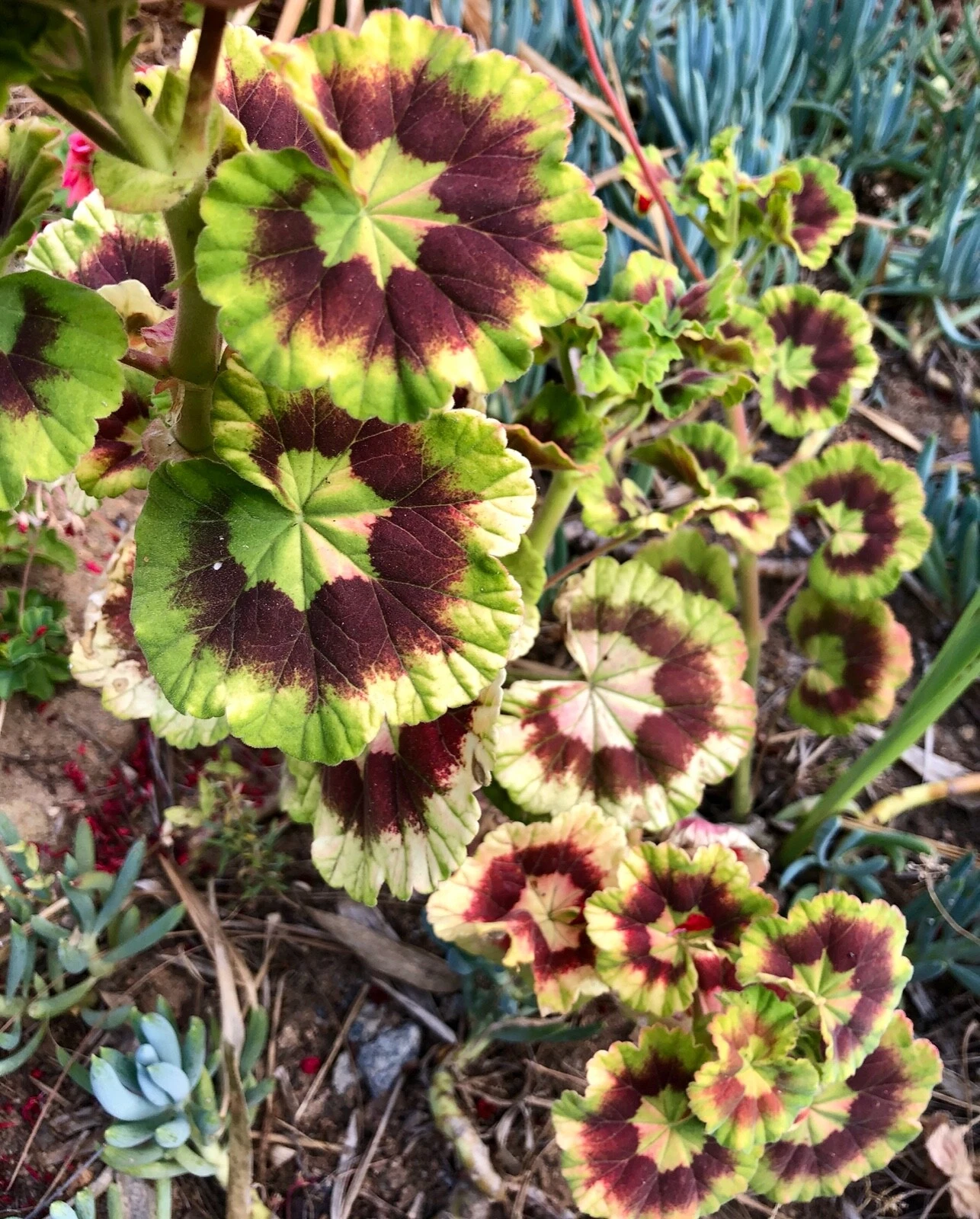 Rare Variegated Pelargonium Zonal Geranium 6-Inch Live Starter Cutting Colorful Foliage for Pots & Garden