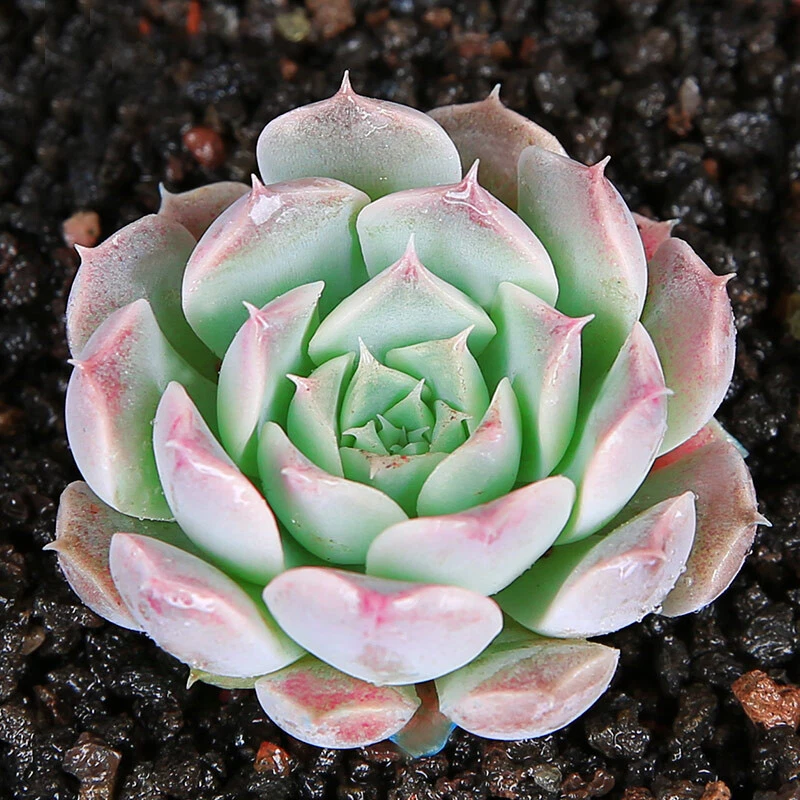 Echeveria ‘Gilo’ Succulent Plant – Live Starter in 2 Inch Pot, Rosette-Shaped, Vibrant Colors, Easy Care, Fully Rooted