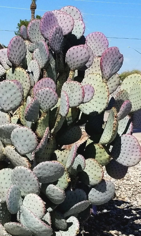 Set of 3 Santa Rita Purple Prickly Pear Cactus Pads – Opuntia Violacea Ornamental Succulents, 5-6 Inches, Drought-Tolerant Garden Plants