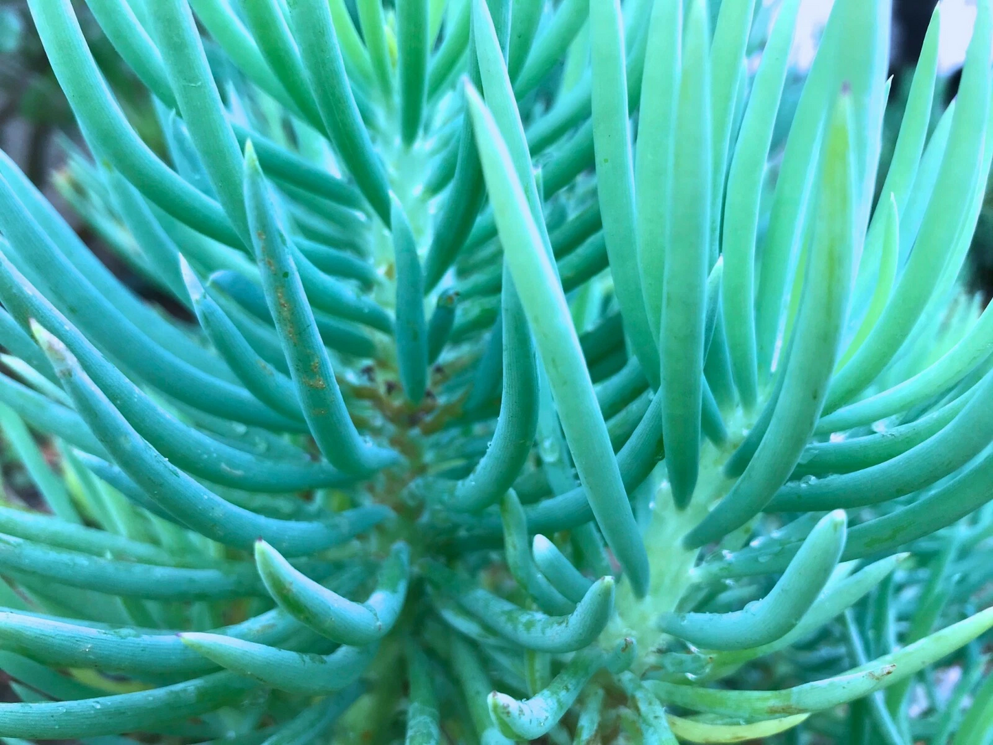 Senecio Vitalis Blue Serpents Succulent Cuttings – 3 Sticks, 6 Inches – Chalk Fingers Live Succulent Plants, Crassula perfoliata var. falcata