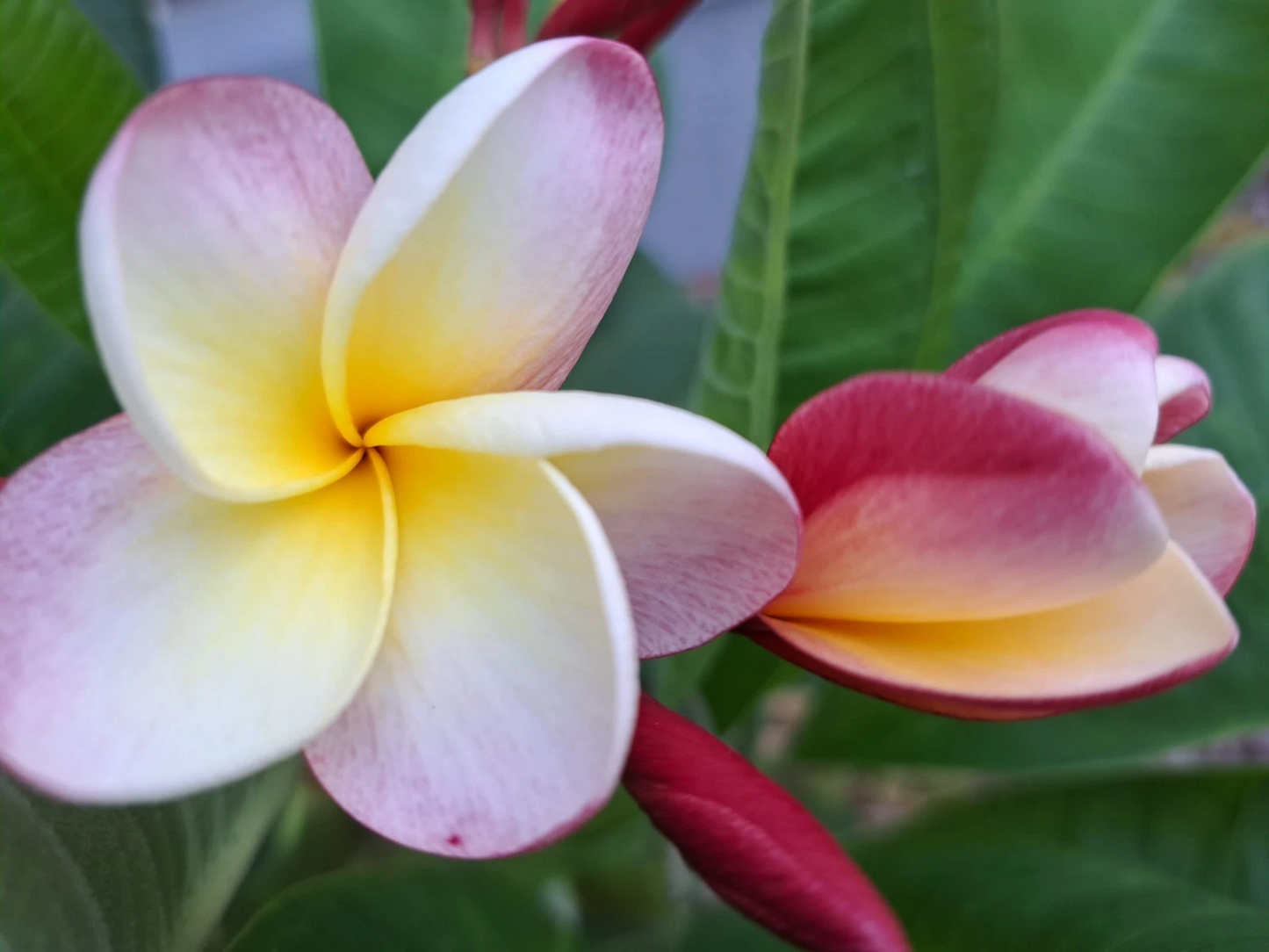 Plumeria Rubra Frangipani Cuttings – 2 Rare 10-12 Inch Tropical Flowering Plants for Propagation