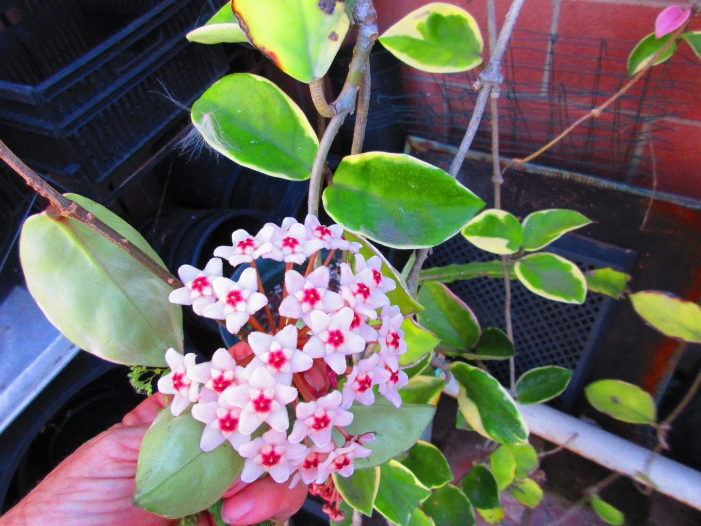 Variegated Hoya Krimson Queen Cuttings – 3 Live Unrooted Stems for Propagation, Indoor Vine, 12–20 Inches